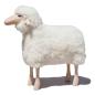 Preview: sheep, curly white fur, beech wood